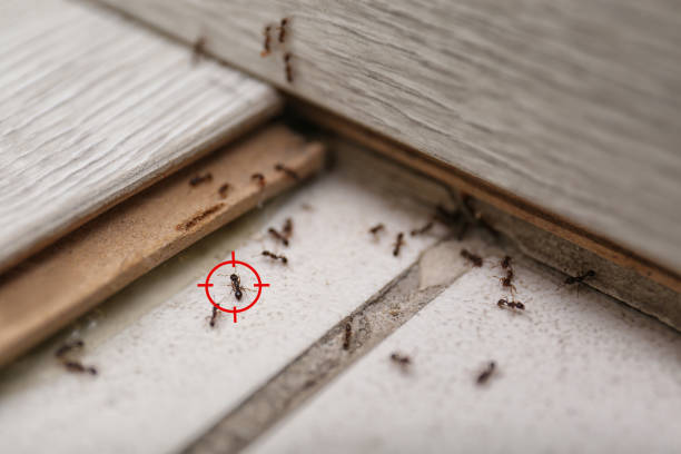 Professional Pest Control in Harrisville, WV