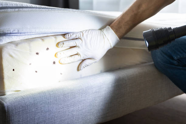 Best Termite Control Services  in Harrisville, WV