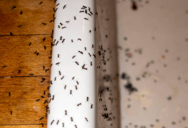 Best Best Pest Control Companies  in Harrisville, WV